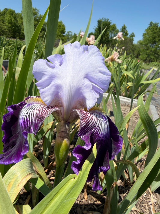 Lavender & Royal Purple Bearded Iris – 1 Live Fan | Ruffled Bicolor Bloom