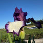 Bearded Iris Live Plant – 1 Fan | Creamy White with Bold Purple Edge