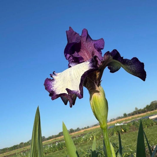 Bearded Iris Live Plant – 1 Fan | Creamy White with Bold Purple Edge