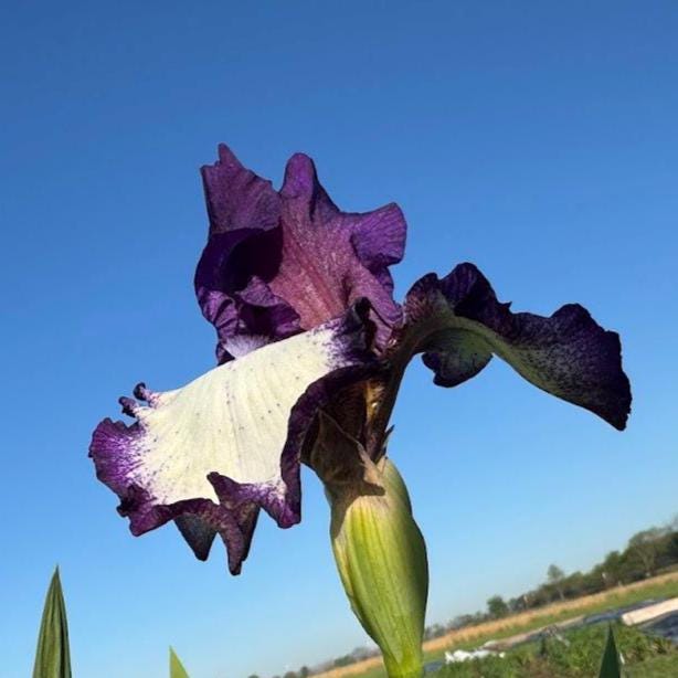 Bearded Iris Live Plant – 1 Fan | Creamy White with Bold Purple Edge