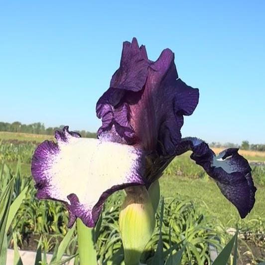 Bearded Iris Live Plant – 1 Fan | Creamy White with Bold Purple Edge