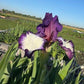 Bearded Iris Live Plant – 1 Fan | Creamy White with Bold Purple Edge