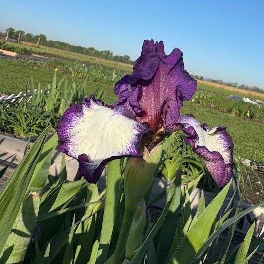Bearded Iris Live Plant – 1 Fan | Creamy White with Bold Purple Edge