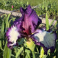 Bearded Iris Live Plant – 1 Fan | Creamy White with Bold Purple Edge