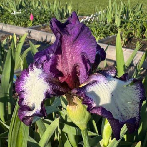 Bearded Iris Live Plant – 1 Fan | Creamy White with Bold Purple Edge