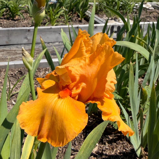 Golden Apricot Bearded Iris – 1 Live Fan | Rich Sunset Orange Bloom