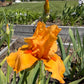 Golden Apricot Bearded Iris – 1 Live Fan | Rich Sunset Orange Bloom