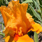 Golden Apricot Bearded Iris – 1 Live Fan | Rich Sunset Orange Bloom