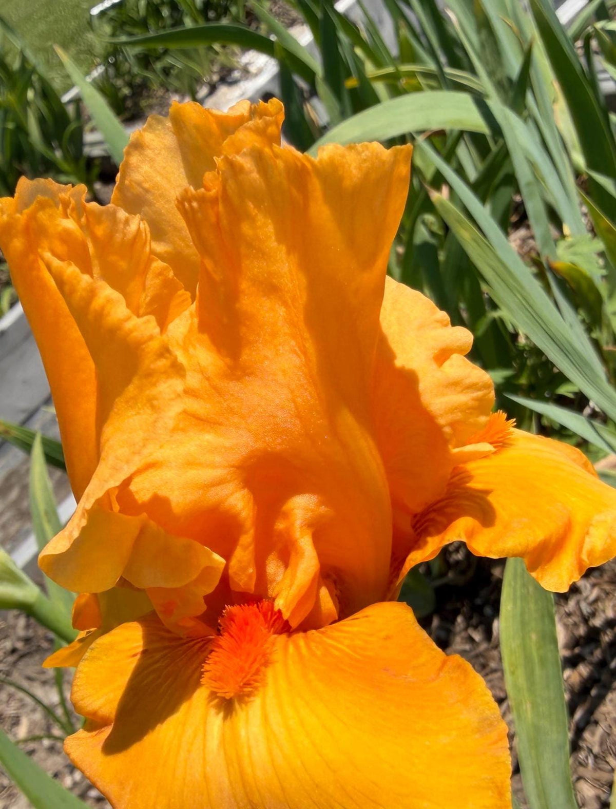 Golden Apricot Bearded Iris – 1 Live Fan | Rich Sunset Orange Bloom