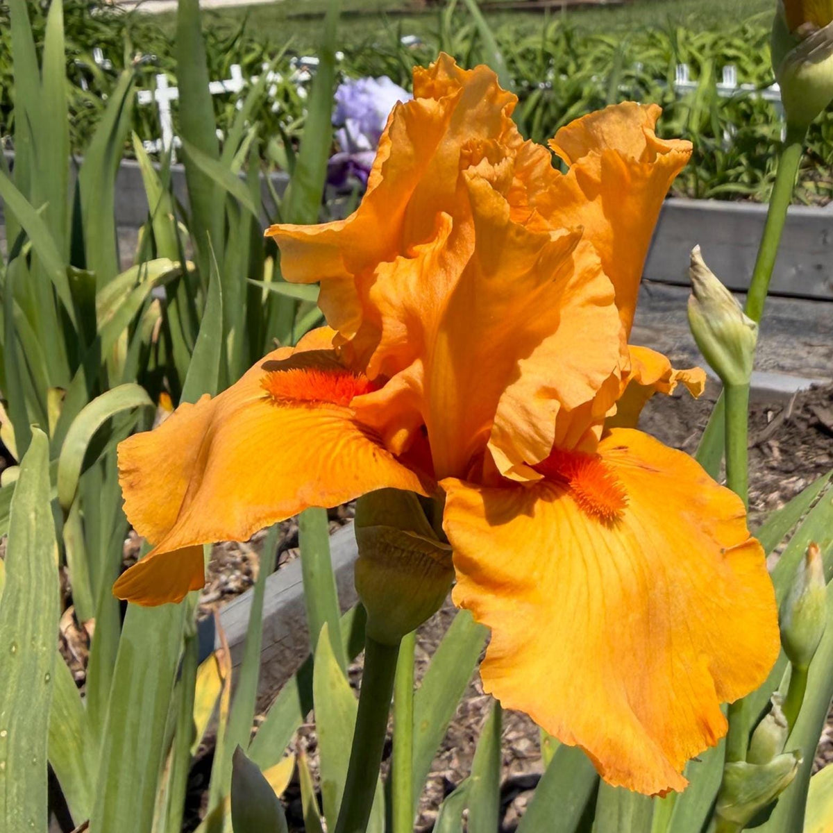Golden Apricot Bearded Iris – 1 Live Fan | Rich Sunset Orange Bloom