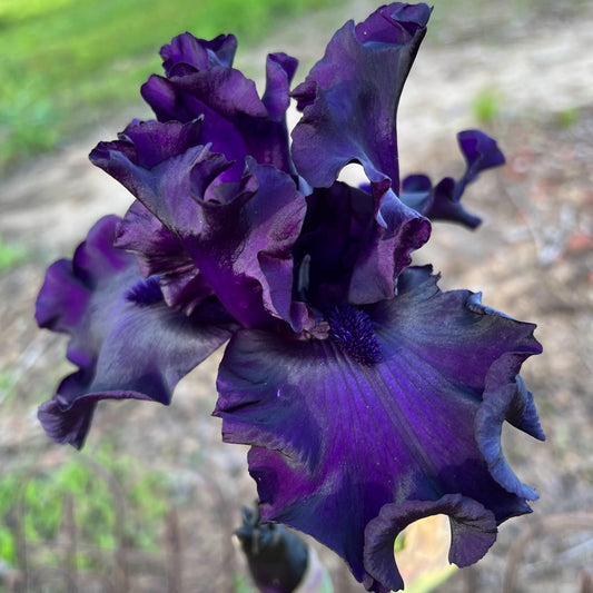 Velvety Midnight Purple Bearded Iris – 1 Live Fan | Deep Royal Violet Ruffled Bloom