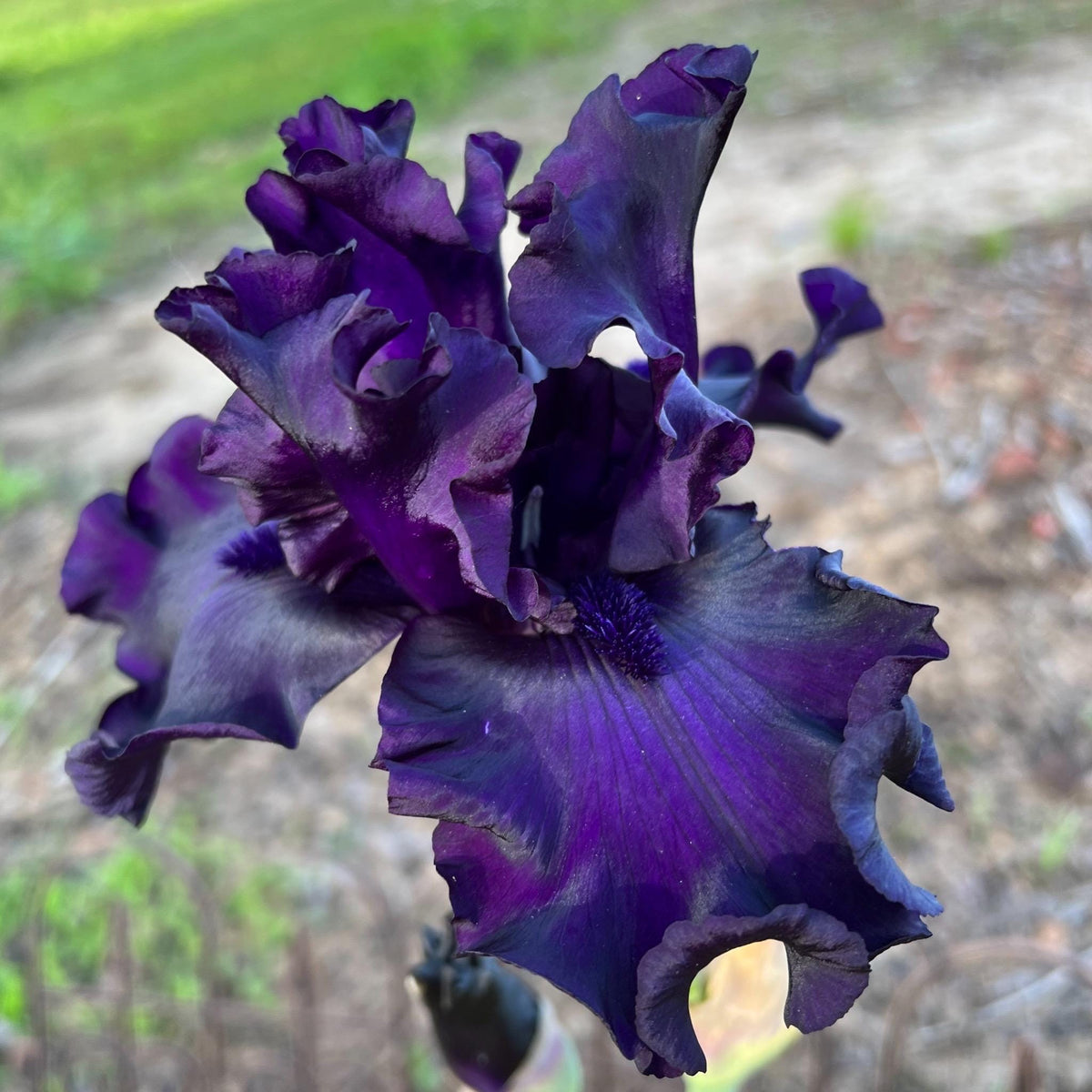 Velvety Midnight Purple Bearded Iris – 1 Live Fan | Deep Royal Violet Ruffled Bloom