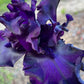 Velvety Midnight Purple Bearded Iris – 1 Live Fan | Deep Royal Violet Ruffled Bloom