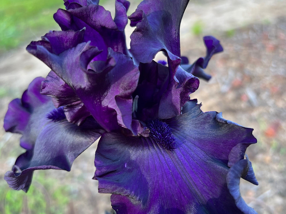 Velvety Midnight Purple Bearded Iris – 1 Live Fan | Deep Royal Violet Ruffled Bloom