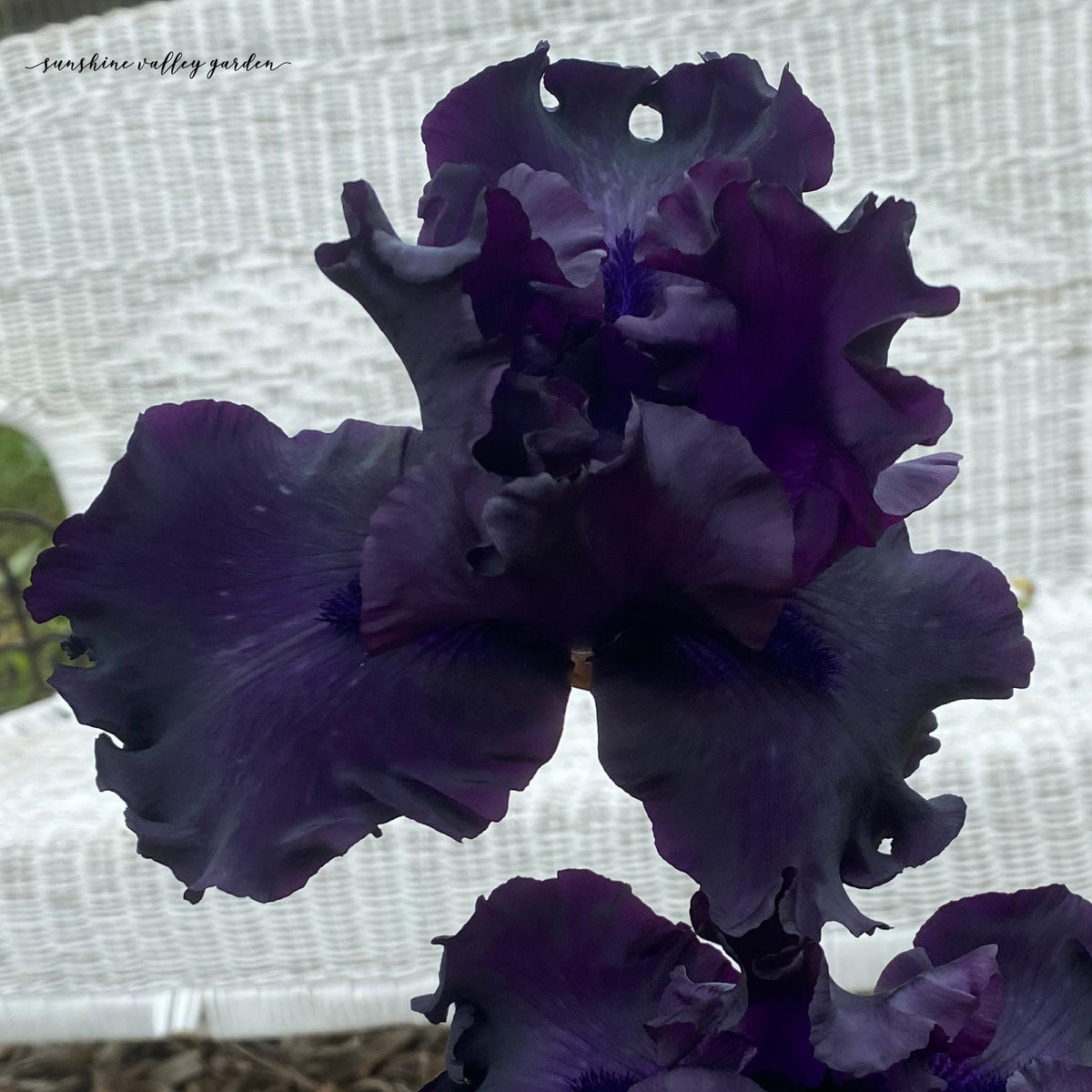 Velvety Midnight Purple Bearded Iris – 1 Live Fan | Deep Royal Violet Ruffled Bloom