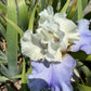 White & Lavender Bearded Iris – 1 Live Fan | Ruffled Cream