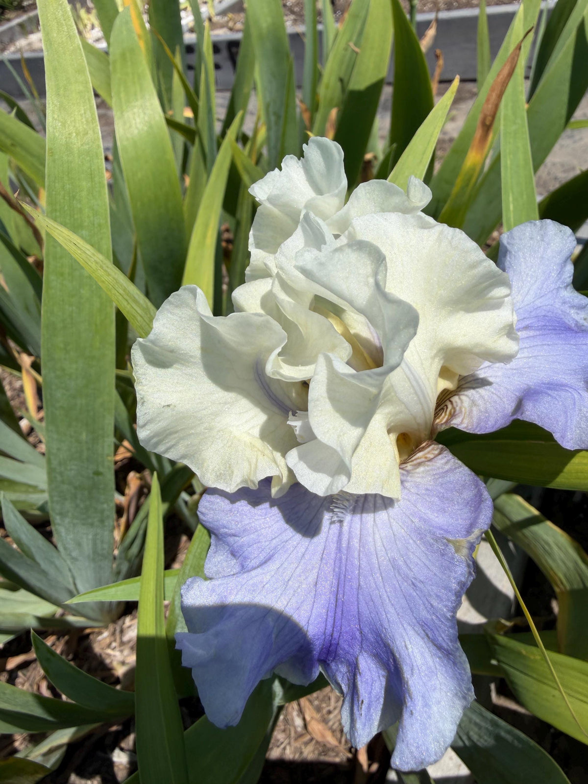White & Lavender Bearded Iris – 1 Live Fan | Ruffled Cream