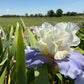 White & Lavender Bearded Iris – 1 Live Fan | Ruffled Cream