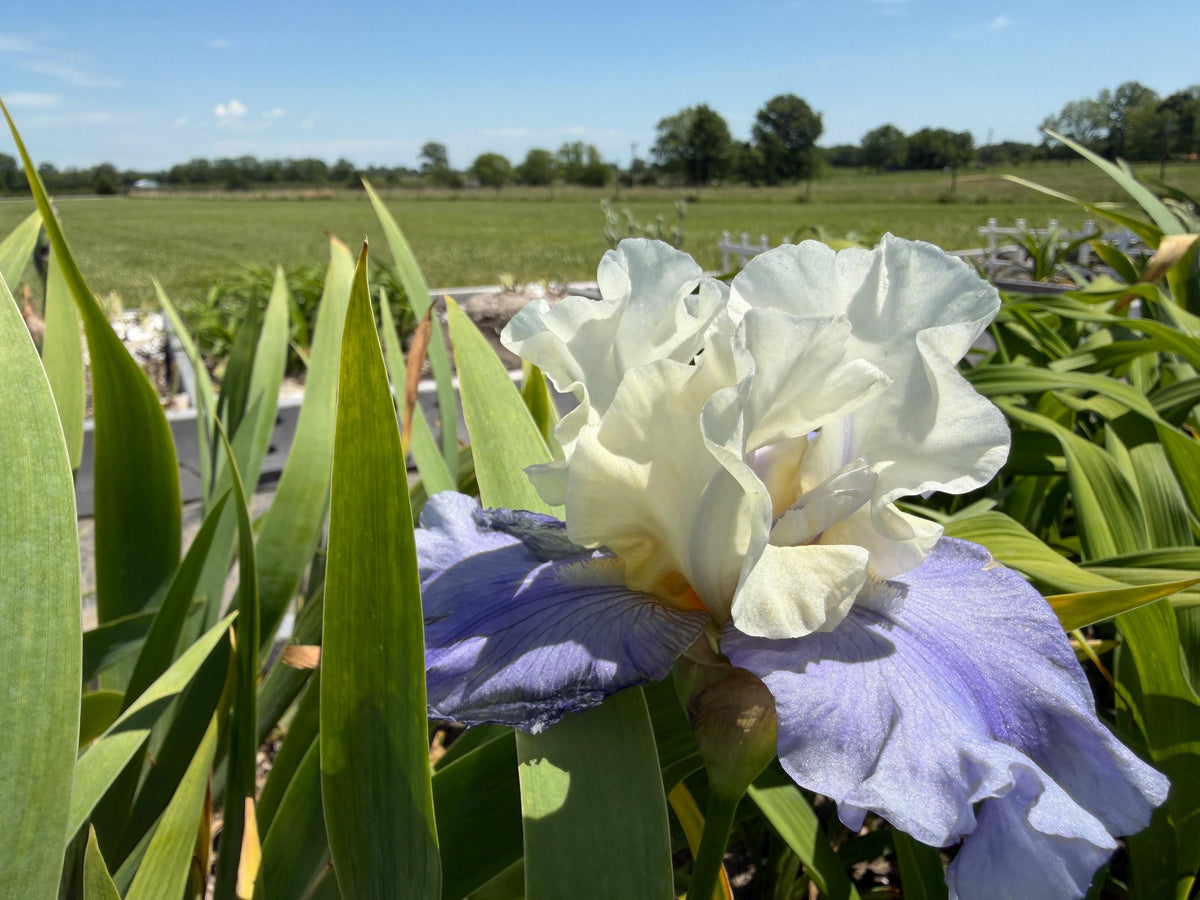 White & Lavender Bearded Iris – 1 Live Fan | Ruffled Cream