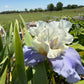 White & Lavender Bearded Iris – 1 Live Fan | Ruffled Cream