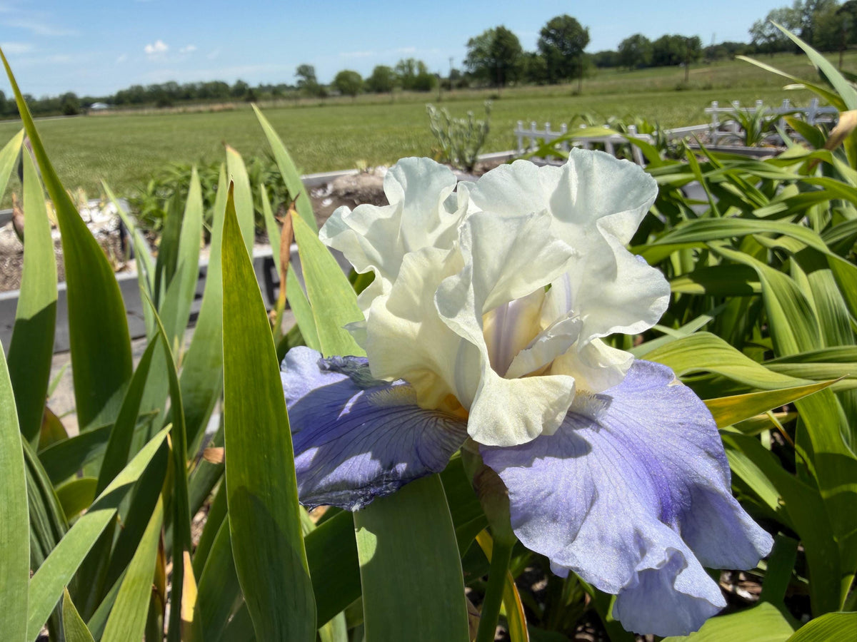 White & Lavender Bearded Iris – 1 Live Fan | Ruffled Cream