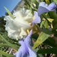 White & Lavender Bearded Iris – 1 Live Fan | Ruffled Cream