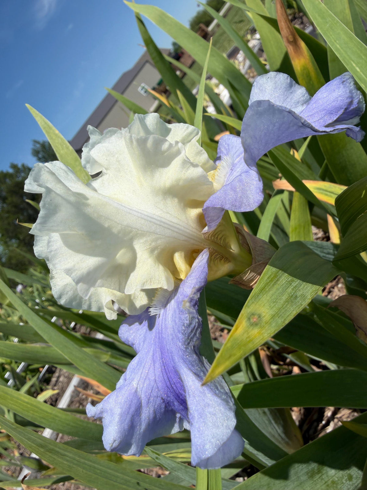 White & Lavender Bearded Iris – 1 Live Fan | Ruffled Cream