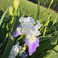 Bearded Iris Live Plant – 1 Fan | Hardy Perennial