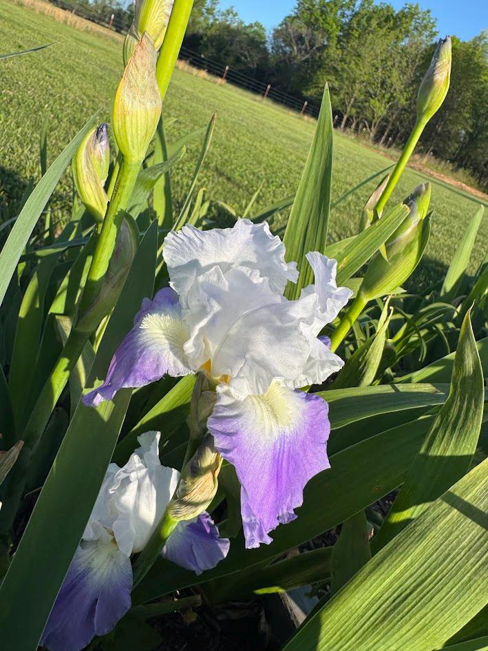 Bearded Iris Live Plant – 1 Fan | Hardy Perennial