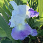 Bearded Iris Live Plant – 1 Fan | Hardy Perennial