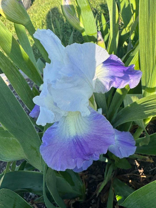Bearded Iris Live Plant – 1 Fan | Hardy Perennial