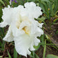 Bearded Iris Live Plant 1 Fan