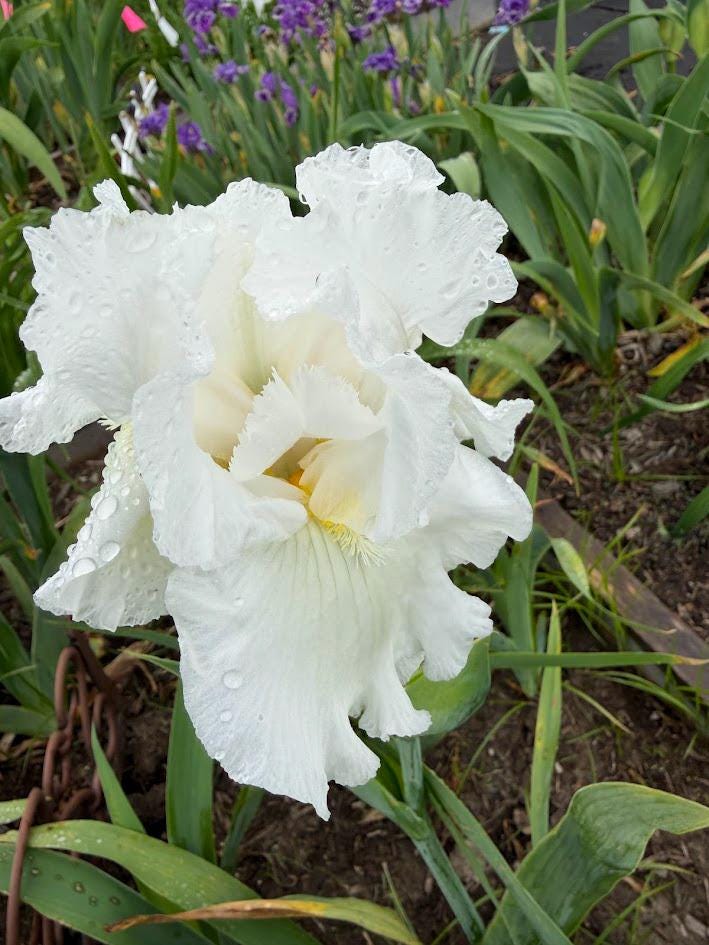 Bearded Iris Live Plant 1 Fan