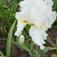 Bearded Iris Live Plant 1 Fan