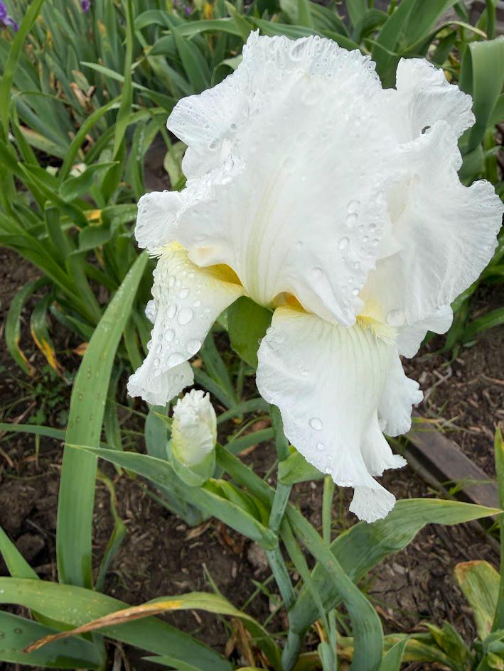 Bearded Iris Live Plant 1 Fan