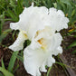Bearded Iris Live Plant 1 Fan