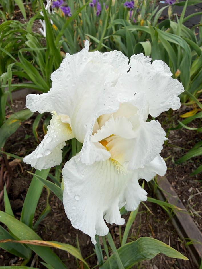 Bearded Iris Live Plant 1 Fan