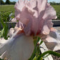 Blush Pink & Soft Ivory Bearded Iris – 1 Live Fan | Ruffled Pastel Bloom