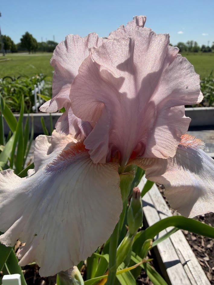 Blush Pink & Soft Ivory Bearded Iris – 1 Live Fan | Ruffled Pastel Bloom