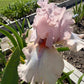 Blush Pink & Soft Ivory Bearded Iris – 1 Live Fan | Ruffled Pastel Bloom