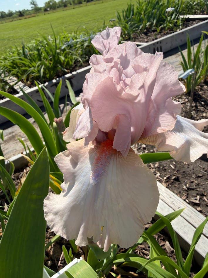 Blush Pink & Soft Ivory Bearded Iris – 1 Live Fan | Ruffled Pastel Bloom