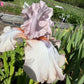 Blush Pink & Soft Ivory Bearded Iris – 1 Live Fan | Ruffled Pastel Bloom