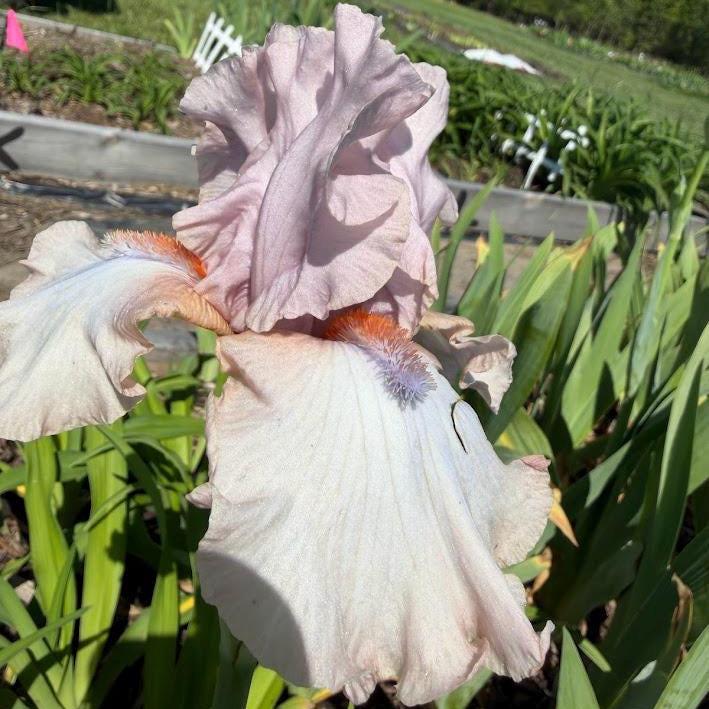 Blush Pink & Soft Ivory Bearded Iris – 1 Live Fan | Ruffled Pastel Bloom