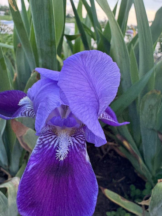 Bearded Iris Old Fashion Dwarf Purple