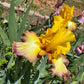 Golden Yellow & Plum Edge Bearded Iris – 1 Live Fan | Bold Ruffled Bloom