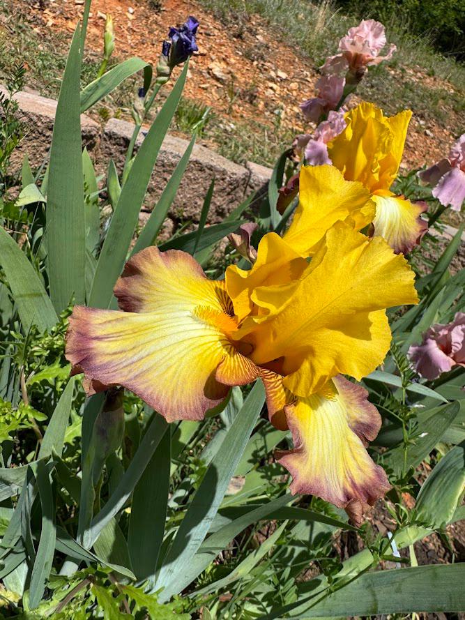 Golden Yellow & Plum Edge Bearded Iris – 1 Live Fan | Bold Ruffled Bloom