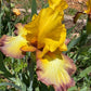 Golden Yellow & Plum Edge Bearded Iris – 1 Live Fan | Bold Ruffled Bloom