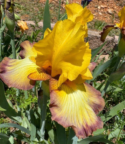 Golden Yellow & Plum Edge Bearded Iris – 1 Live Fan | Bold Ruffled Bloom