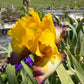Golden Yellow & Plum Edge Bearded Iris – 1 Live Fan | Bold Ruffled Bloom