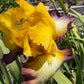 Golden Yellow & Plum Edge Bearded Iris – 1 Live Fan | Bold Ruffled Bloom